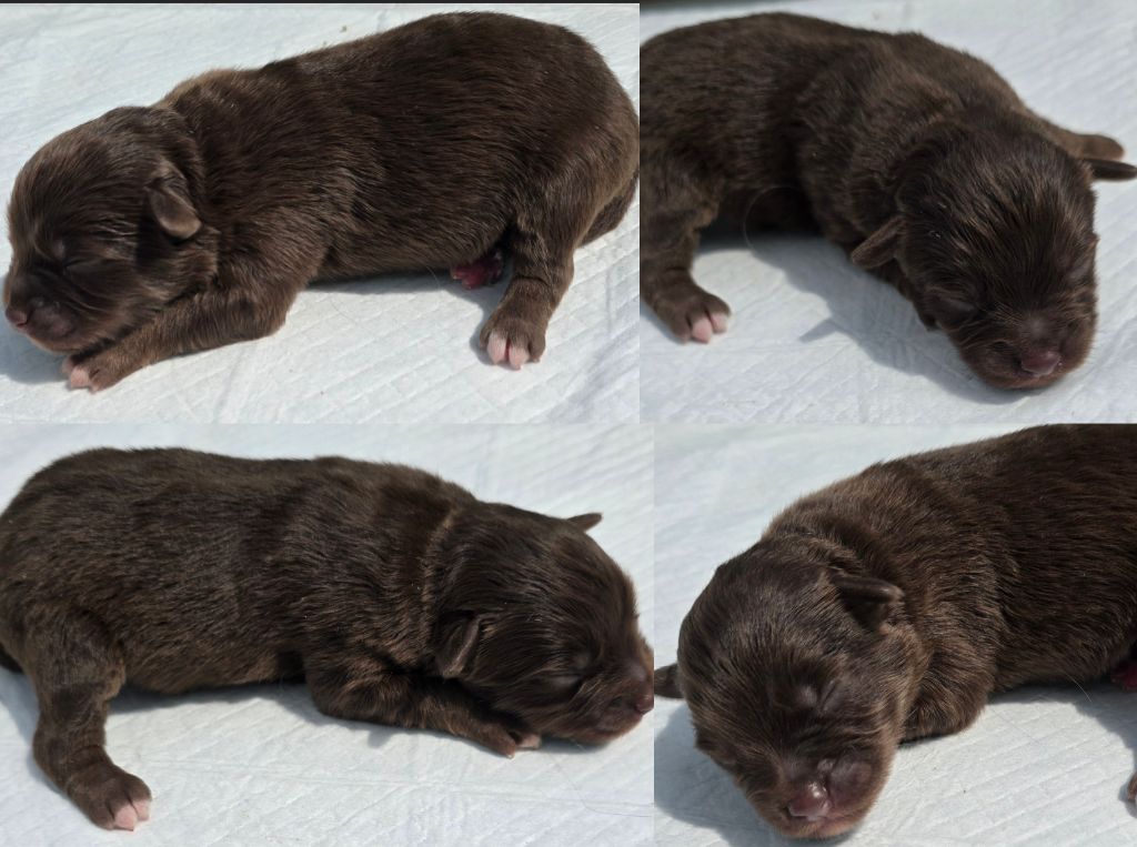 Du Rêve Innocent - Chiots disponibles - Berger Américain Miniature 