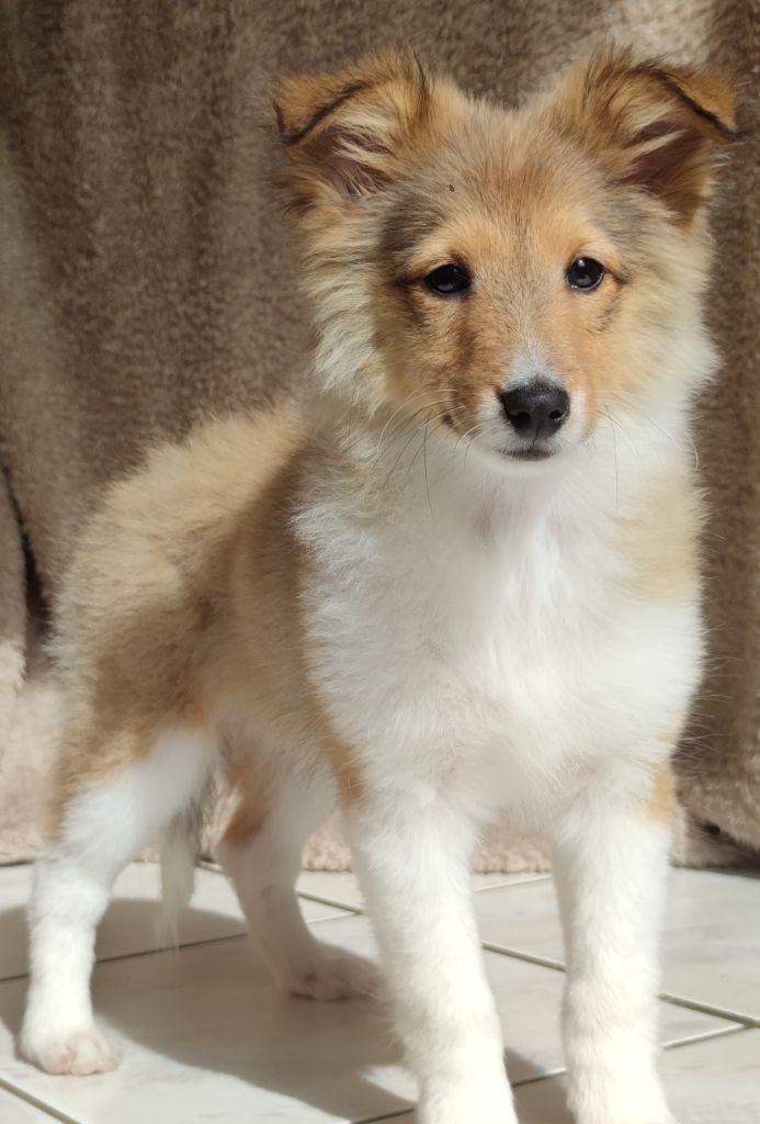 Du Rêve Innocent - Chiots disponibles - Shetland Sheepdog