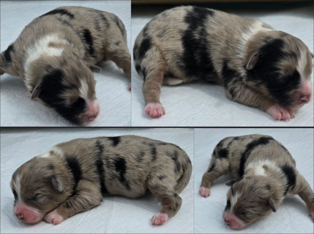 Du Rêve Innocent - Chiots disponibles - Berger Américain Miniature 