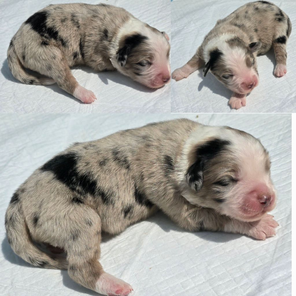 Du Rêve Innocent - Chiots disponibles - Berger Américain Miniature 