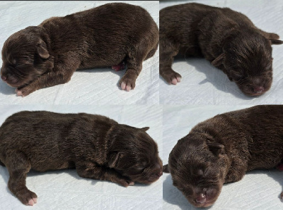 CHIOT 2