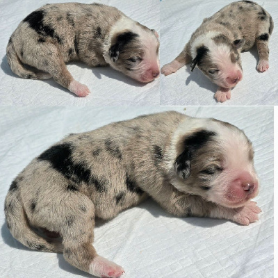 CHIOT 1