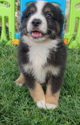 CHIOT 1