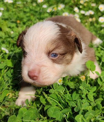 CHIOT 4