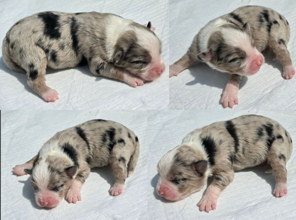 Du Rêve Innocent - Chiots disponibles - Berger Américain Miniature 