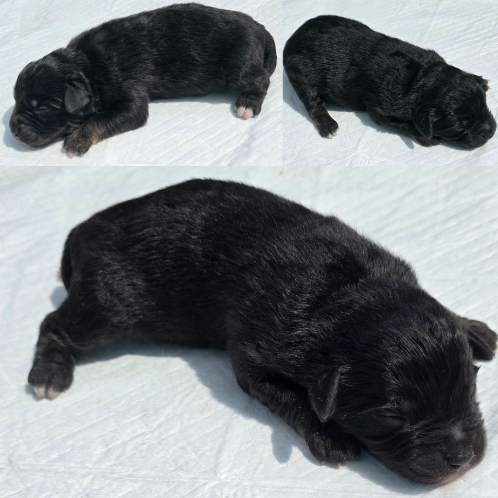Du Rêve Innocent - Chiots disponibles - Berger Américain Miniature 